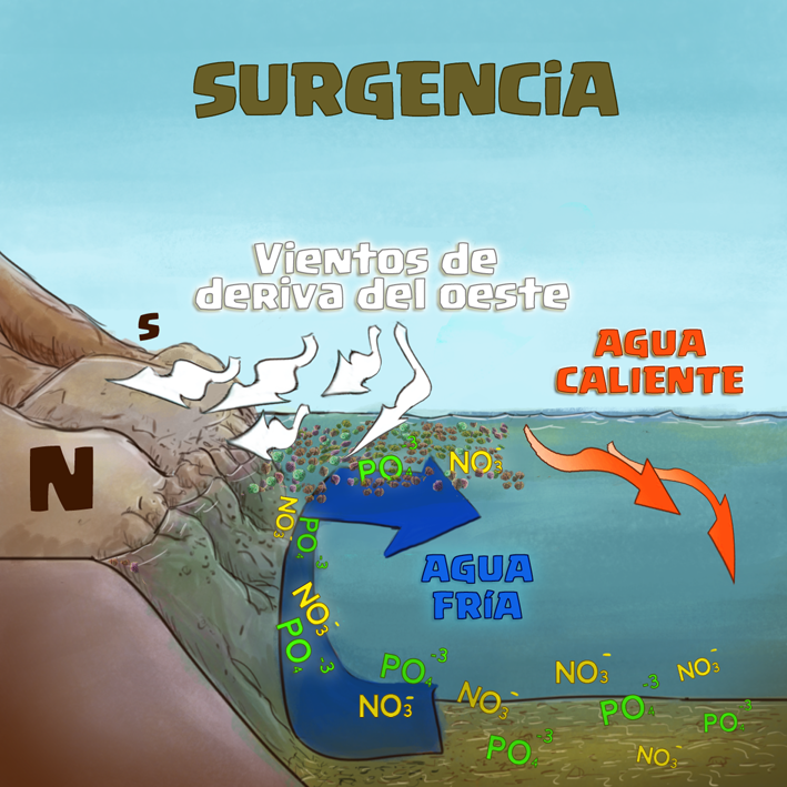 La surgencia, el motor de la productividad marina en Chile
